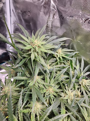 Autoflower grow. my first grow  — flower, day 56