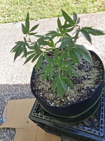 My First Grow