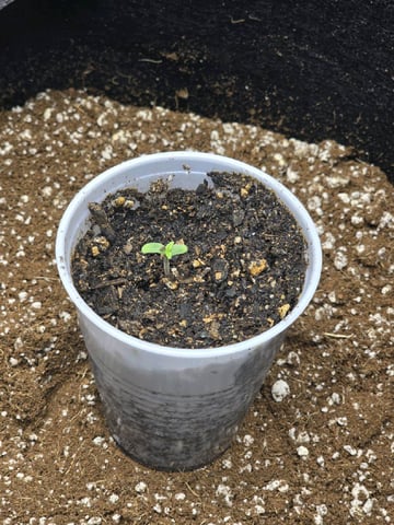 Coco Grow — germination, day 1