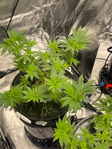 1st Ever Grow (Fat Bastard)(RDWC)  — vegetative, day 75