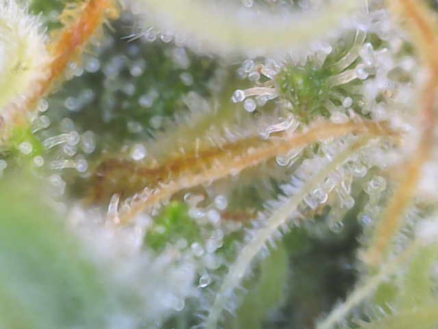 Experiment Time — flower, day 74