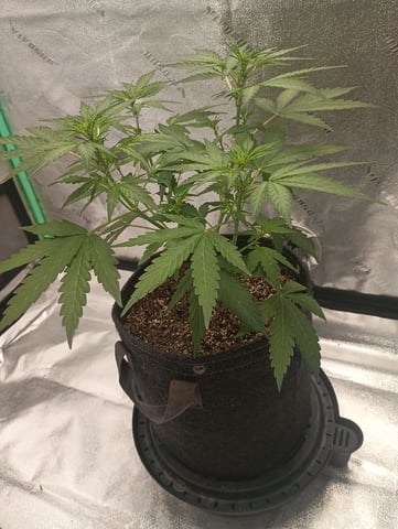 Otto tent  — vegetative, day 1
