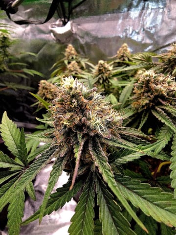 Dirty Bird - Thousand Island Fem & Platinum Kush Breath Remix x Grape Cakehead Fem Photo  — flower, day 98