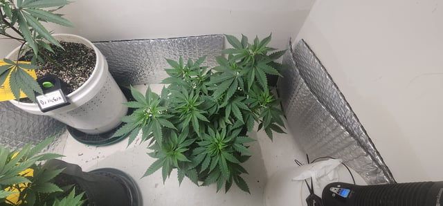Orange cream pop and sour strawberry — vegetative, day 53