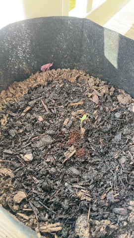 My First Grow — seedling_rooting, day 2