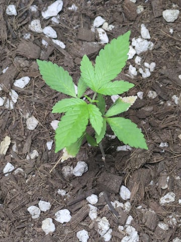 Audrey III — vegetative, day 36