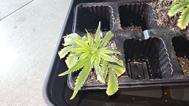 Amnesia Haze Run — vegetative, day 8