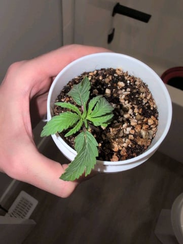 2025-26 — seedling_rooting, day 3