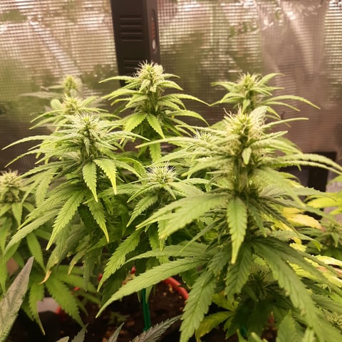 Mystery Seeds — flower, day 25