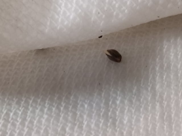 Christmas Stash 🎄  — germination, day 14