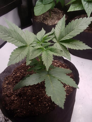blue dream bag seed — vegetative, day 1