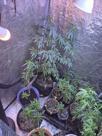 Trial Grow — vegetative, day 190