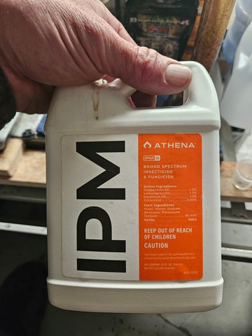 BLACKCHERRY SHERB — flower, day 31