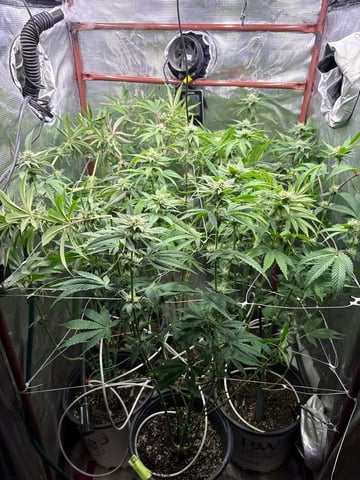 3rd 2x2x4 Grow 