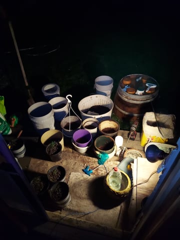 Reboot trial — germination, day 30