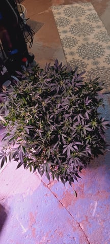 1st — vegetative, day 11