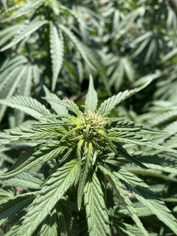 Solfire Gardens Grow — flower, day 113