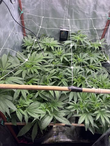 first grow in new 2x2 — flower, day 64