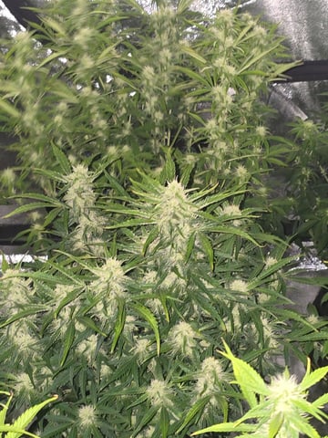 2nd Autoflower Indoor Grow — flower, day 58