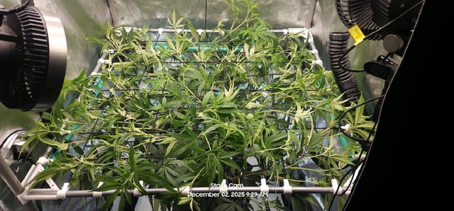 Guava Mints — flower, day 66