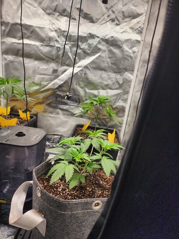 Hashburger And Lemon Deisel — grow_setup, day 2