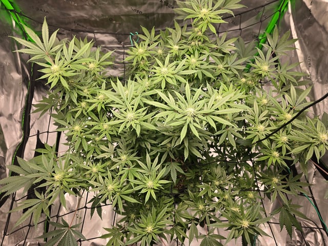 First grow — flower, day 78
