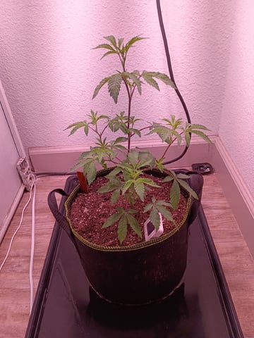 FKAFL — vegetative, day 11
