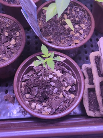 Audrey III — seedling_rooting, day 25