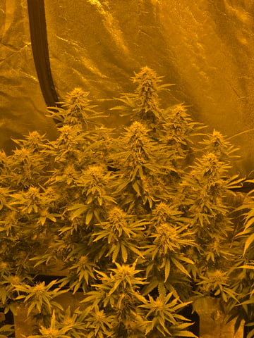 2nd Autoflower Indoor Grow — flower, day 70