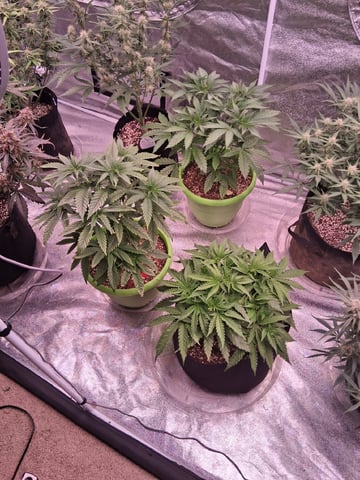 TEAM FULL AUTOS — flower, day 65