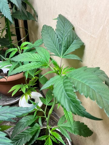 Cherry Pie clones (2nd run) — vegetative, day 60