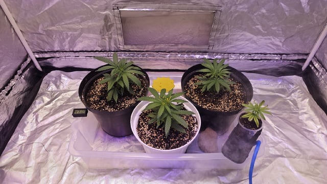 Amnesia Haze Run — vegetative, day 16