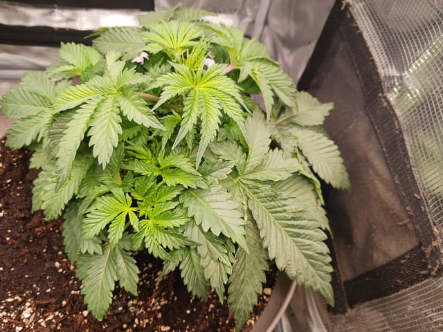 9lbhammer feminized  — vegetative, day 24