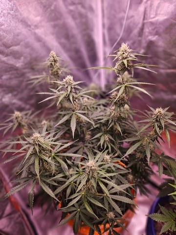 gary poppins — flower, day 84