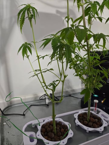 1st Grow — flower, day 55