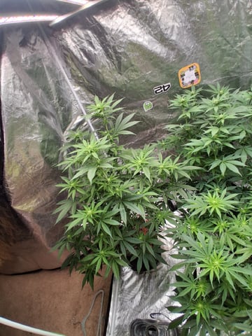 TEAM FULL AUTOS — flower, day 99