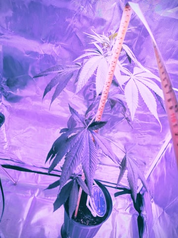 Orange pie — vegetative, day 15