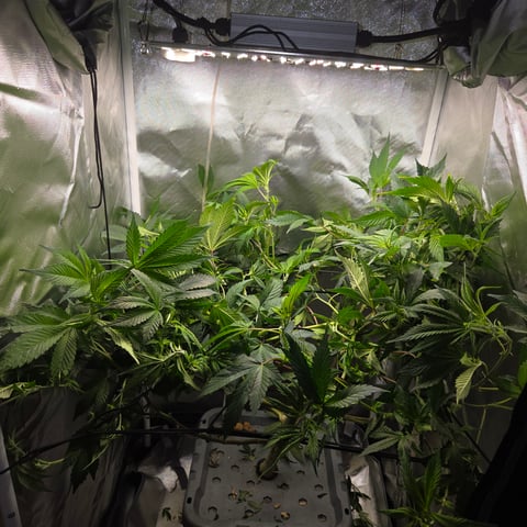 Fast Flowering Photo — flower, day 119