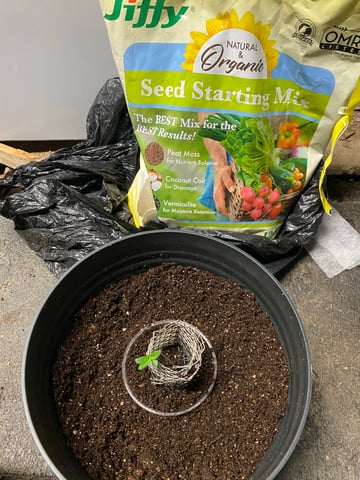 My First Grow — seedling_rooting, day 12