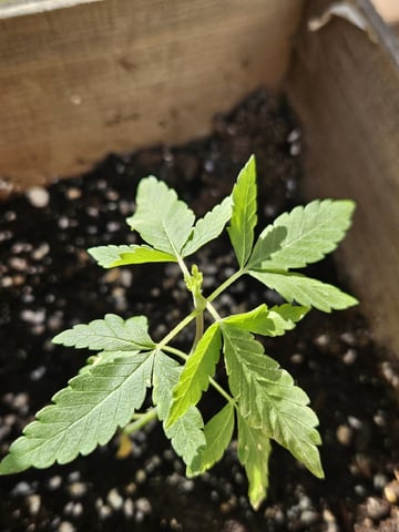 Blue Jamacian (Jess) — vegetative, day 50