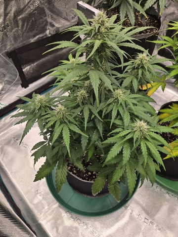 GDP auto 3X5 tent — flower, day 60