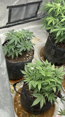 420 Fast Buds  — flower, day 53