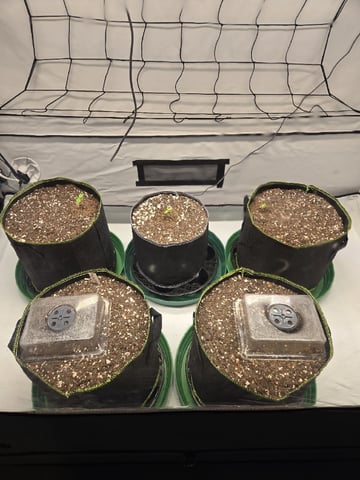 GDP auto 3X5 tent — seedling_rooting, day 11
