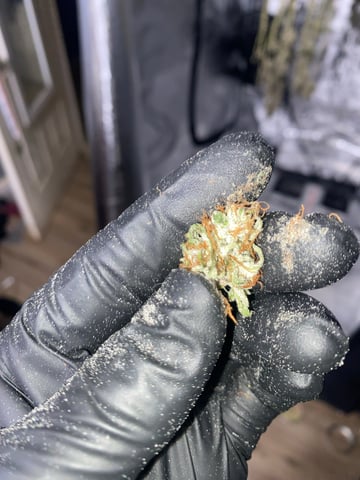 Auto Run #1 2025-2026 — harvest, day 109