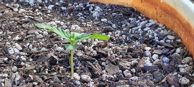 Kickoff — seedling_rooting, day 7