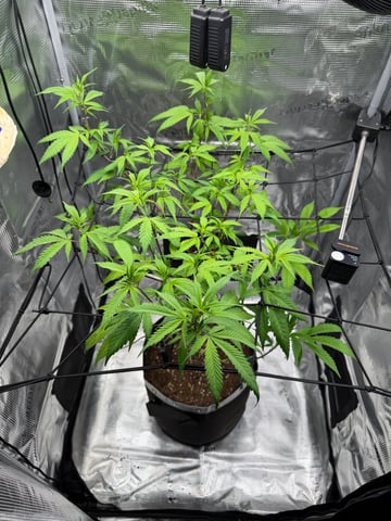  Apple fritter  Clones round two — vegetative, day 137