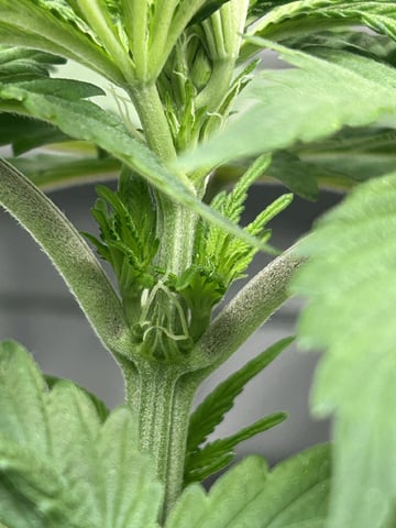 2025-26 harvest INDOOR — flower, day 95