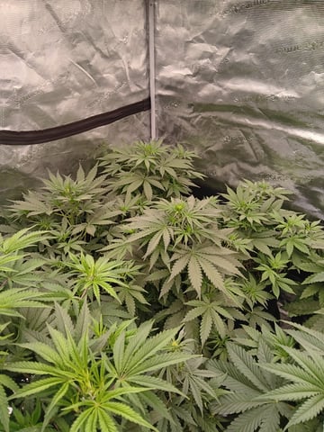 Gurilla Glue #4 × Samsquatch autos — vegetative, day 32