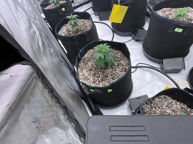 2025-1 — vegetative, day 1