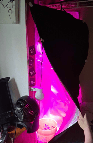 first grow  — vegetative, day 5